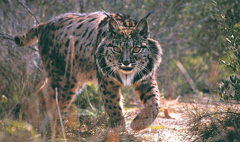 lince iberico