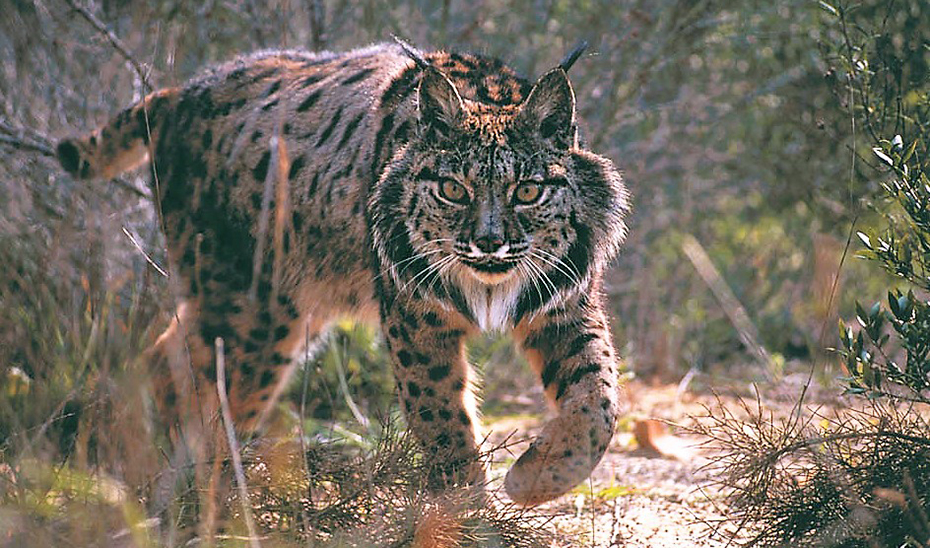 lince iberico