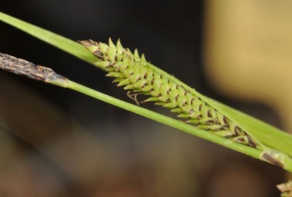 carex quixotiana