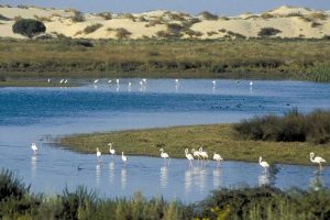 lagunas donana