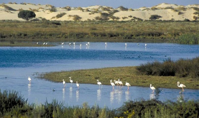 lagunas donana