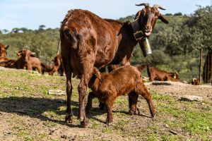 cabrito de extremadura