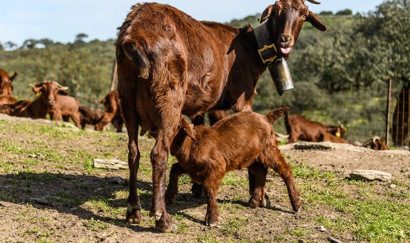 cabrito de extremadura