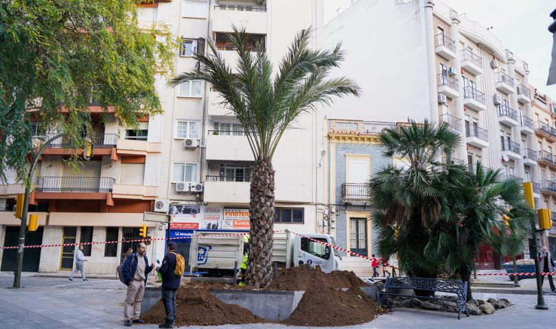 nueva palmera