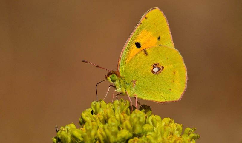 Mariposas_4_Colias crocea_Cólias común