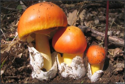 amanita caesarea