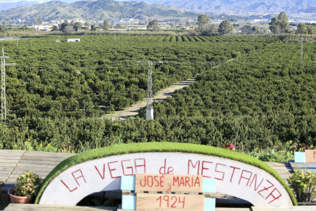 vega