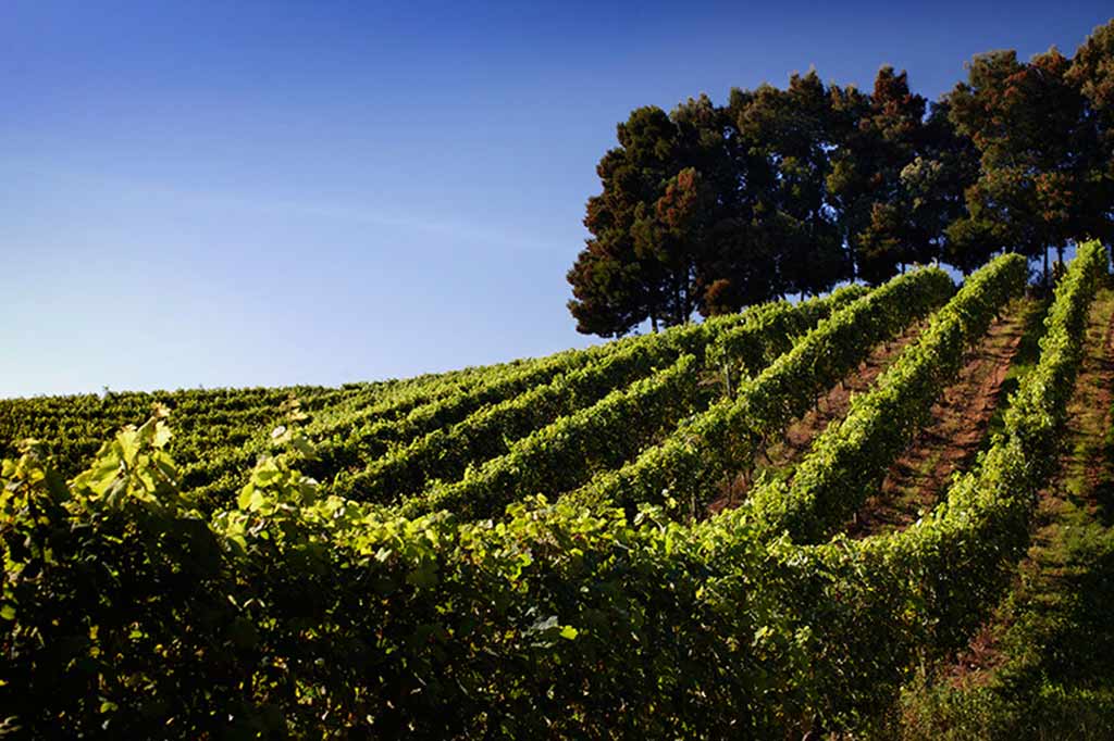 los vinedos de terras gauda